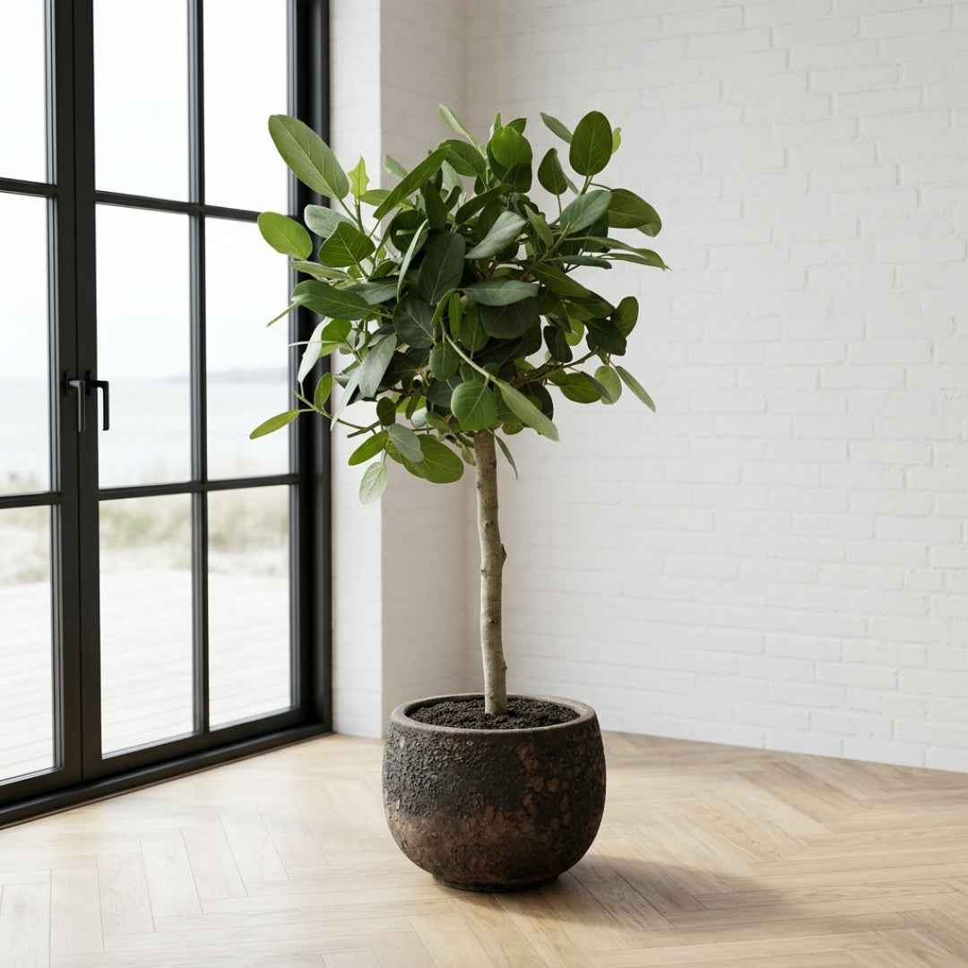 Ficus benghalensis ‘Audrey’ 140-160cm + valgfri krukke
