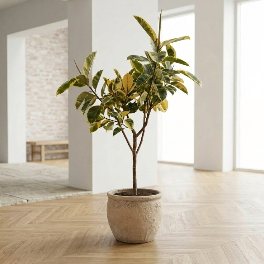 Ficus elastica ‘Tineke’ 160-180cm + valgfri krukke