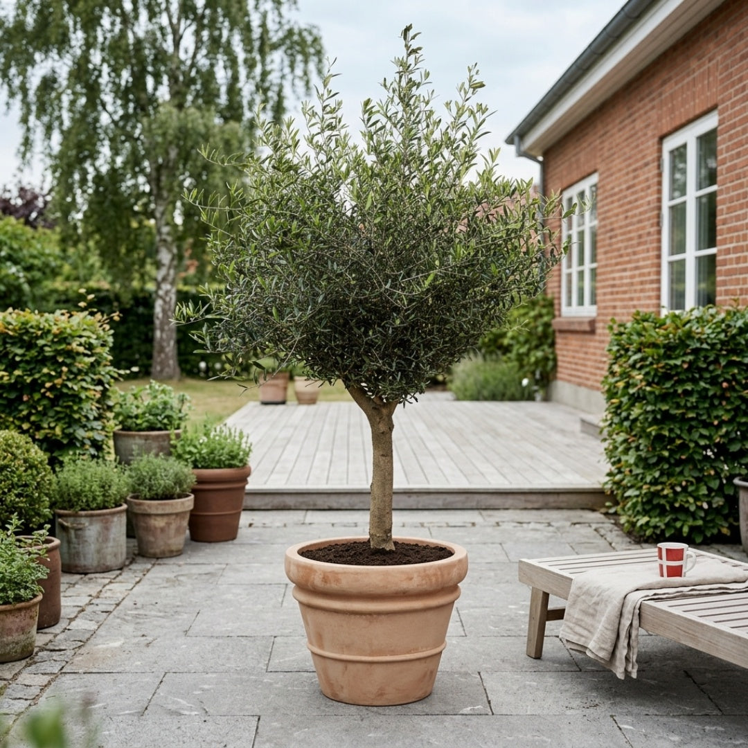 Oliventræ 20-25år + Florae Choco Krukke, Ø50cm (Omplantet)