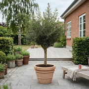 Oliventræ 20-25år + Florae Choco Krukke, Ø50cm (Omplantet)