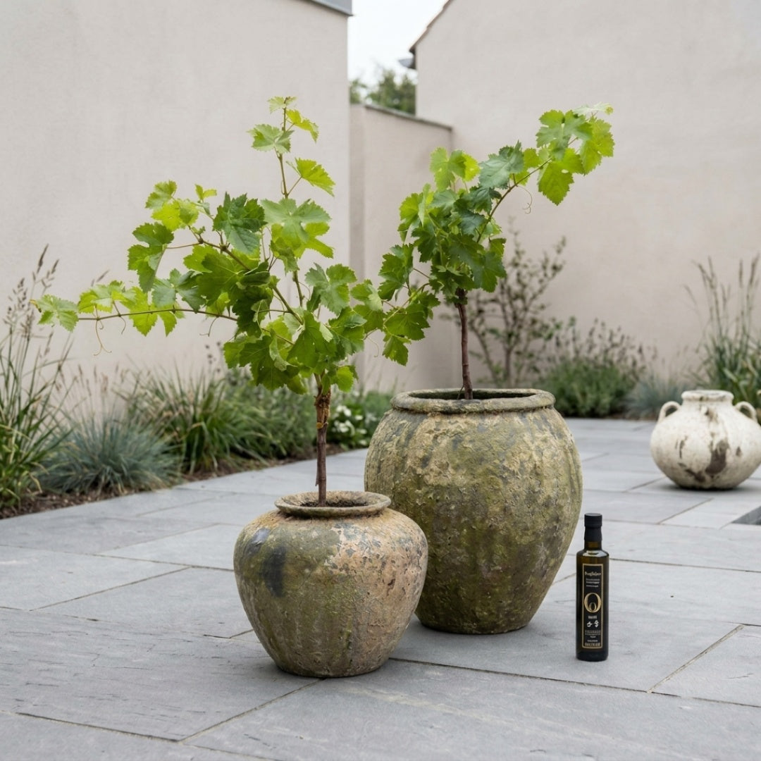 Atlantis Water Jar & Parlour Pot med Vinstokke