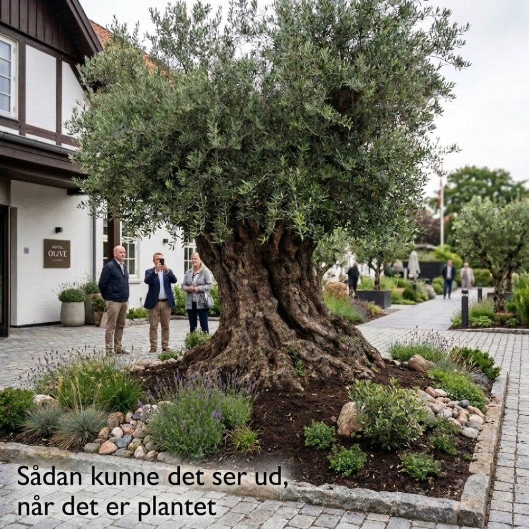 Oliventræ - Danmarks ældste? Stammer fra 1500-tallet