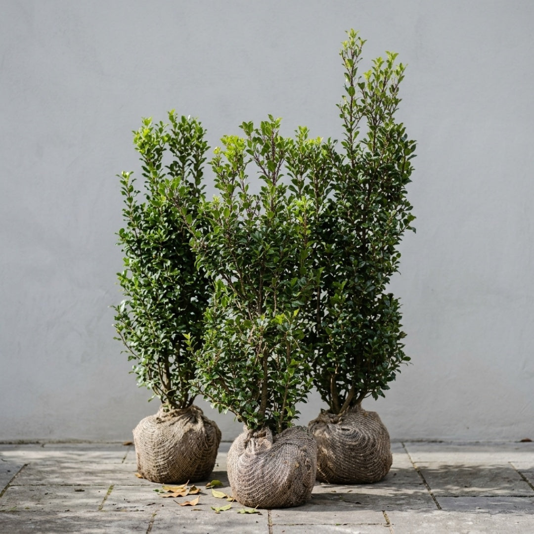 Kristtorn Ilex Hæk 'Heckenstar'