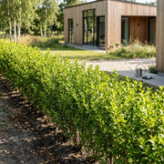 Stedsegrøn Liguster (Ligustrum Ovalifolium) 80-100cm