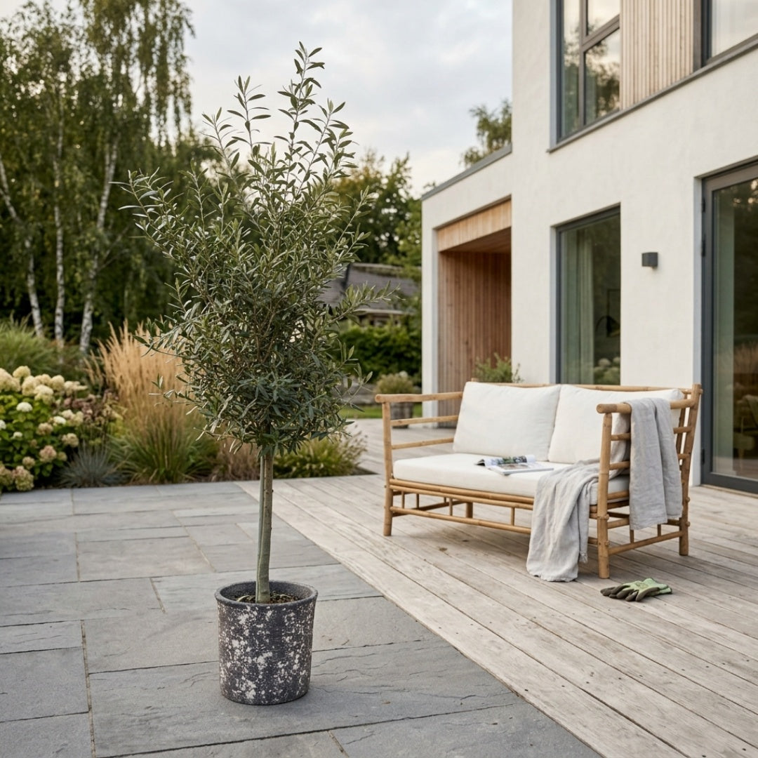 Oliventræ +6 til 10år + Terra Oliva Krukke Ø28cm (1 sæt omplantet)