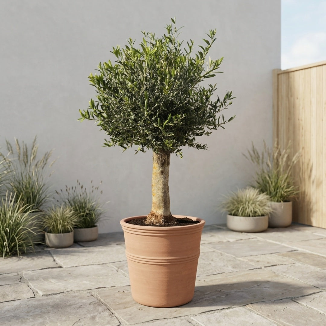 Oliventræ Arbequina +40år 150-160cm + 1 x Terra Vita Krukke Ø55 (1 stk. Omplantet)