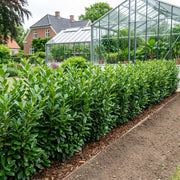 Laurbærkirsebær hæk 80-100 cm. Prunus Novita GRO GARANTI