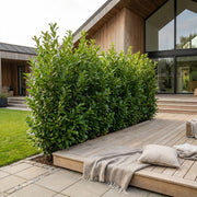 Laurbærkirsebær 140-160 cm. Prunus Caucasica GRO GARANTI