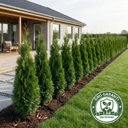 Thuja 'Smaragd' 80-100cm GRO GARANTI