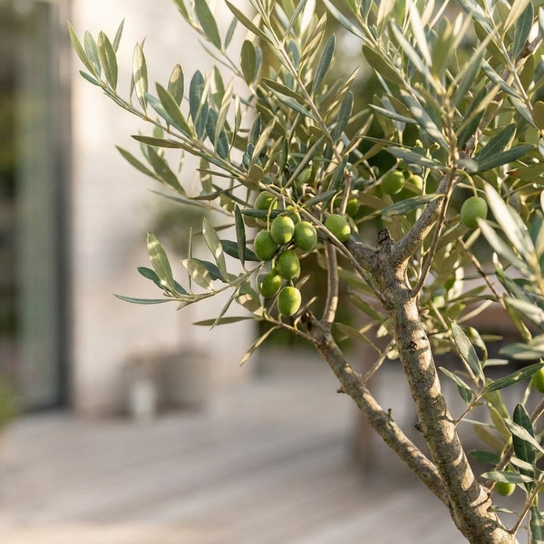 Oliventræ +35år + Krukke 'Florae Choco' Ø60 (1 stk Omplantet)