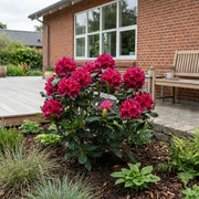 Rhododendron 60-80 cm (Rhododendron 'Nova Zembla')