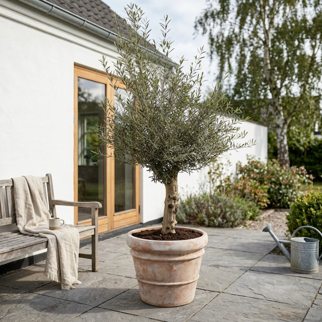 Oliventræ, Hoji Blanco +50 år, 200-220 cm