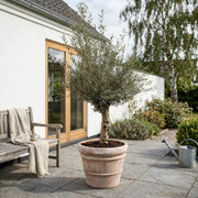 Oliventræ, Hoji Blanco +50 år, 200-220 cm