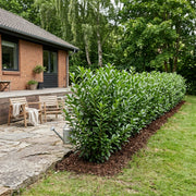 Laurbærkirsebær Etna 80-100cm