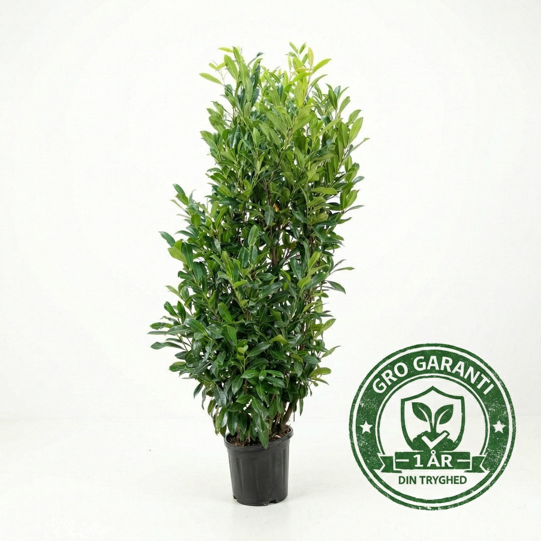 Laurbærkirsebær hæk 140-160 cm. Prunus Caucasica GRO GARANTI