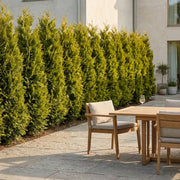 Thuja 'Brabant' 180-200cm GRO GARANTI