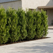 Thuja 'Brabant' 160-180cm GRO GARANTI – Nordicwoods