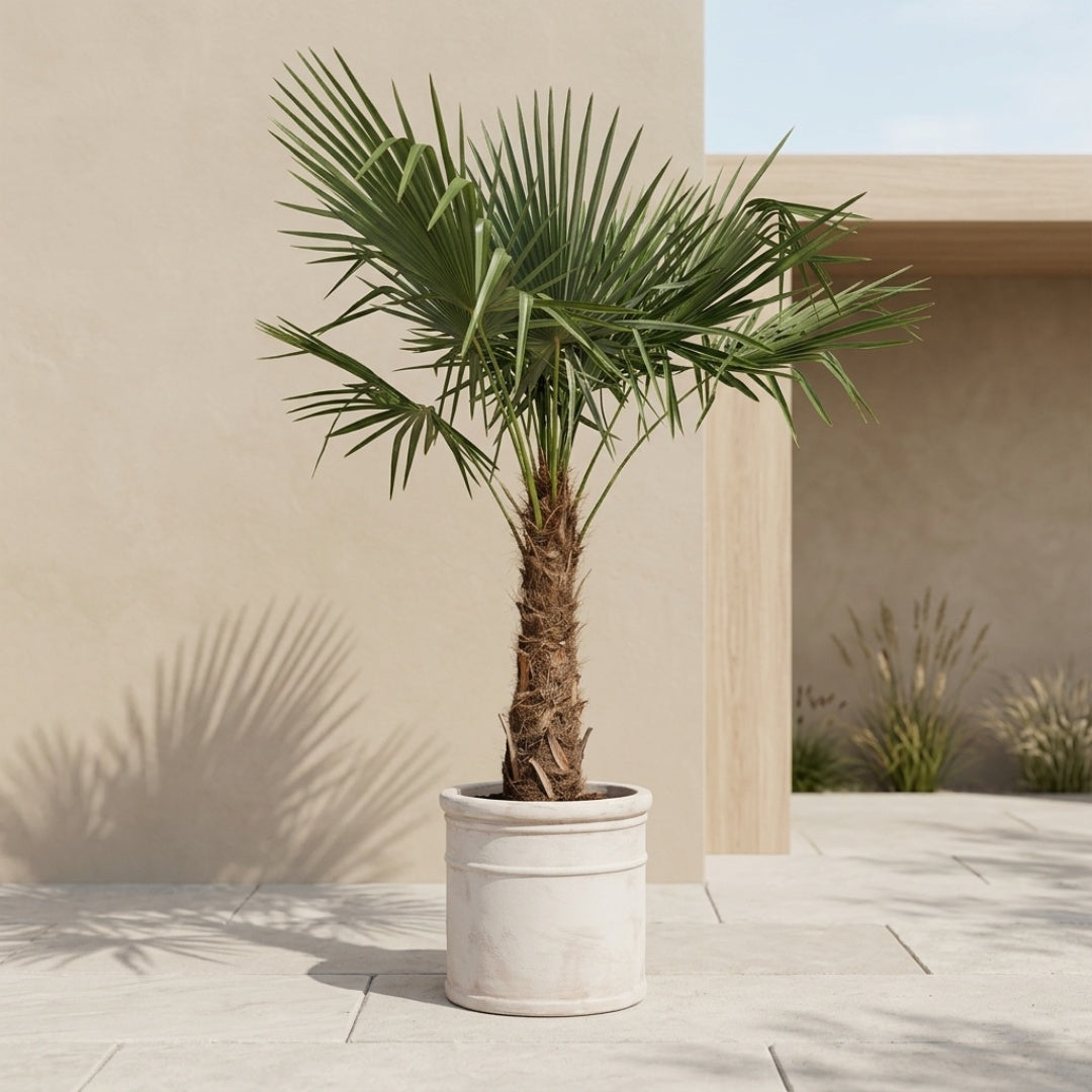 Hørpalme (Trachycarpus fortunei)