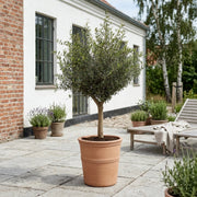 Oliventræ 20-25år + Terra Vita Krukke, Ø45cm (Omplantet)