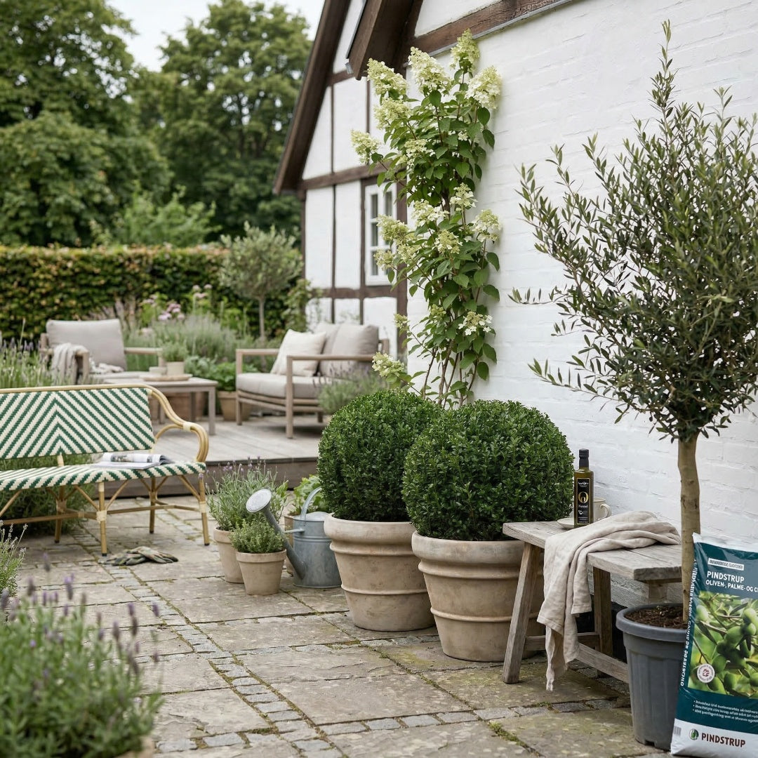 2 Ilex Crenata kugleform, Ø30-35cm + Florae Choco krukke (Omplantet)