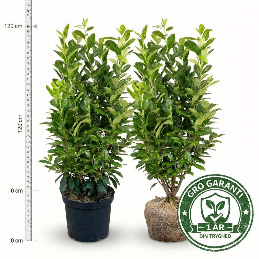 Laurbærkirsebær 80-100 cm. Prunus Novita GRO GARANTI