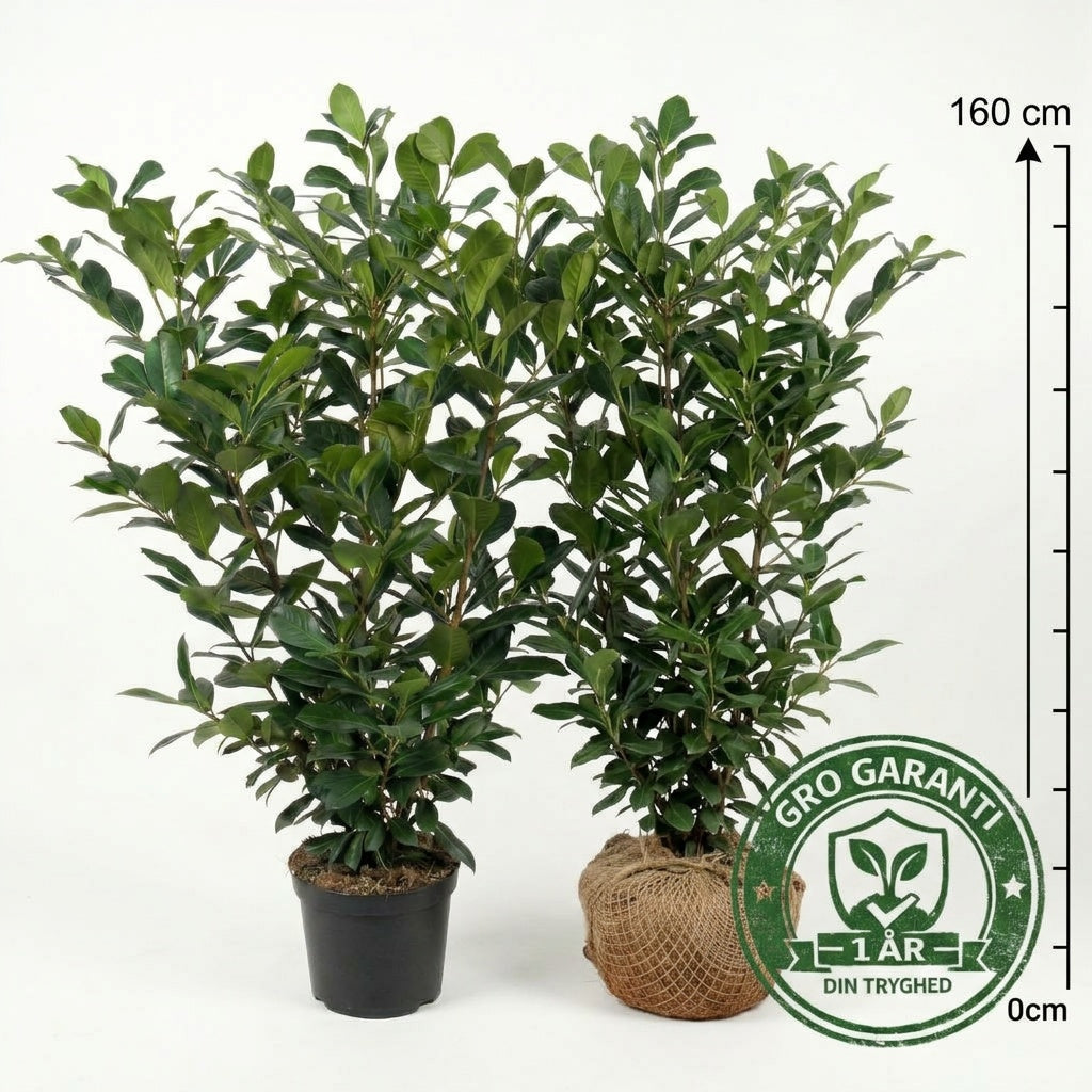 Laurbærkirsebær 125-150 cm. Prunus Novita GRO GARANTI