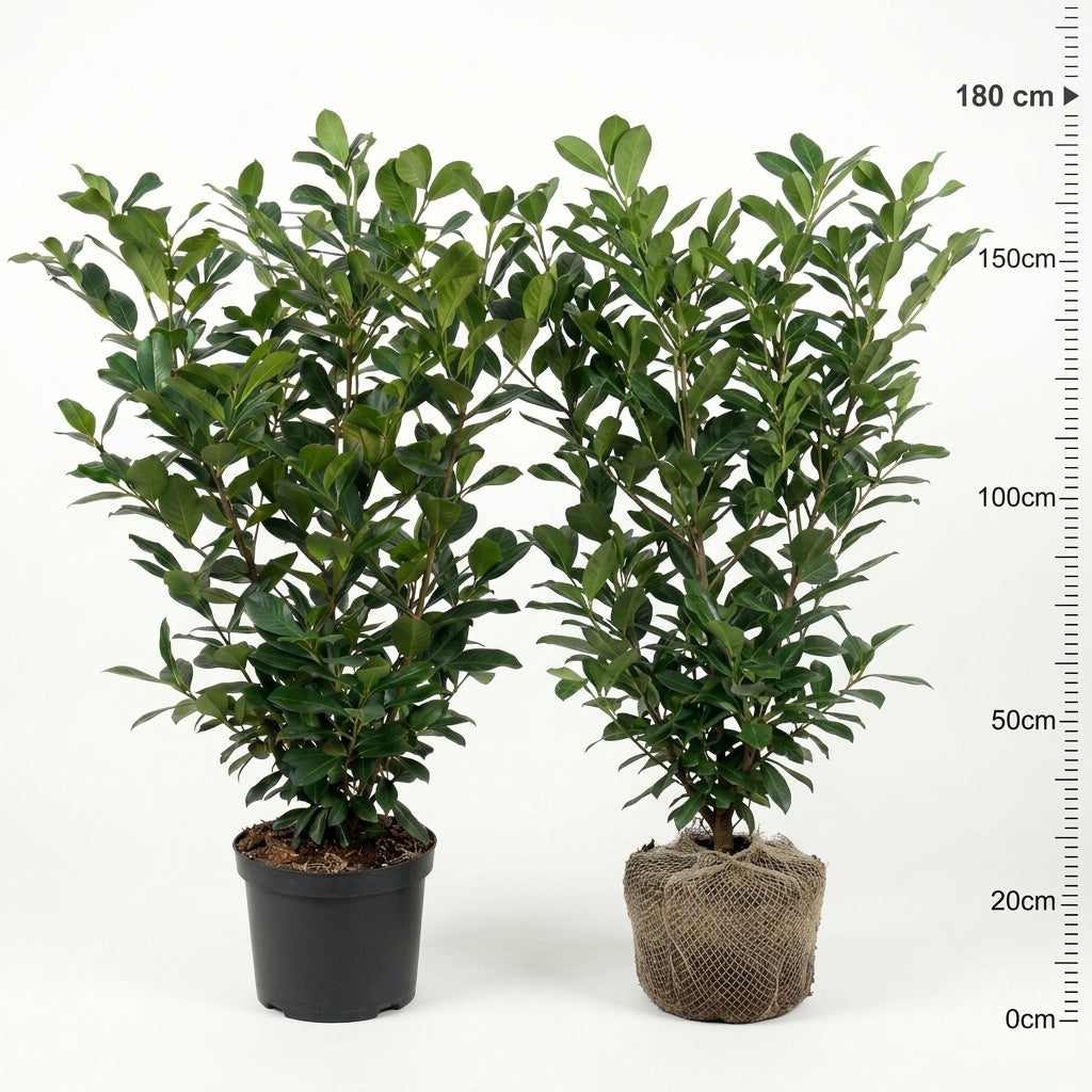 Laurbærkirsebær 140-160 cm. Prunus Novita GRO GARANTI