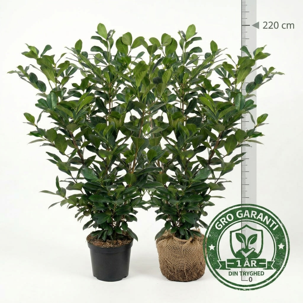 Laurbærkirsebær 175-200 cm. Prunus Novita GRO GARANTI