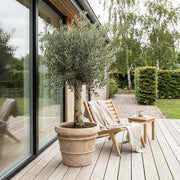 Oliventræ +35år + Florae Choco krukke, Ø56cm (2 stk. Omplantet)