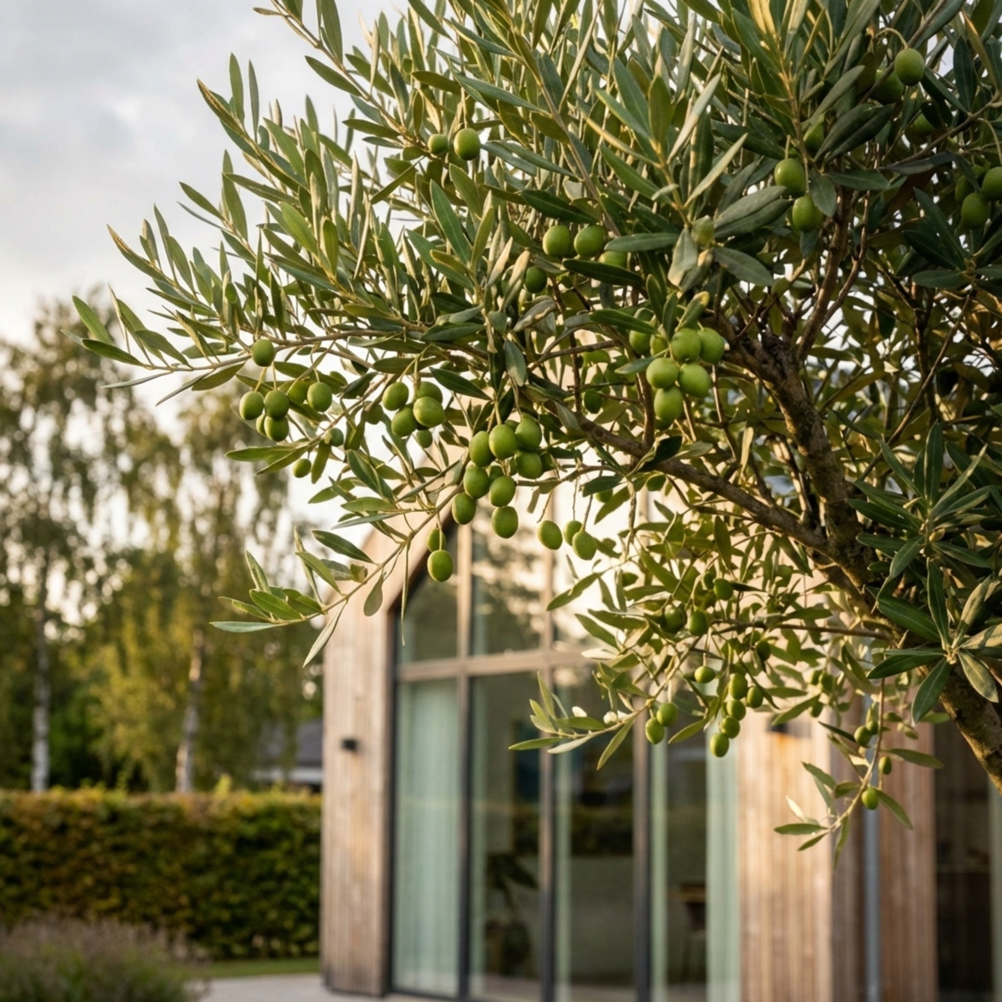 Oliventræ, +400 år, 220-240 cm