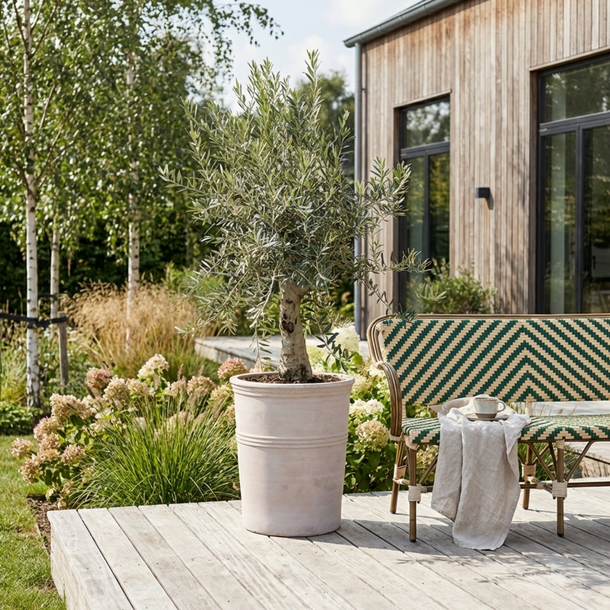Oliventræ +35år + Terra Vita Krukke, Ø55cm (1 stk. Omplantet)