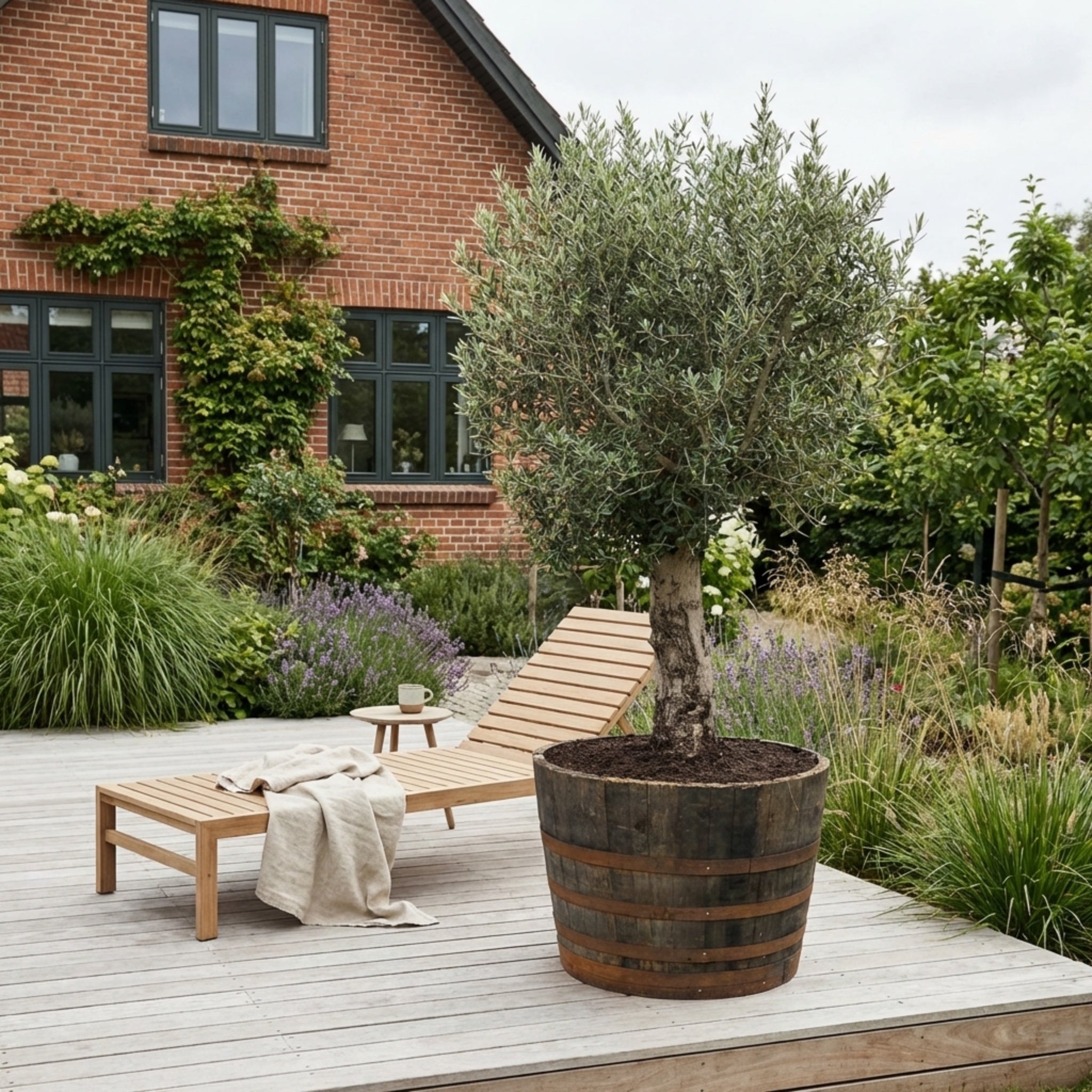 Oliventræ +80år + Vintønde, Ø90cm (1 stk. Omplantet)