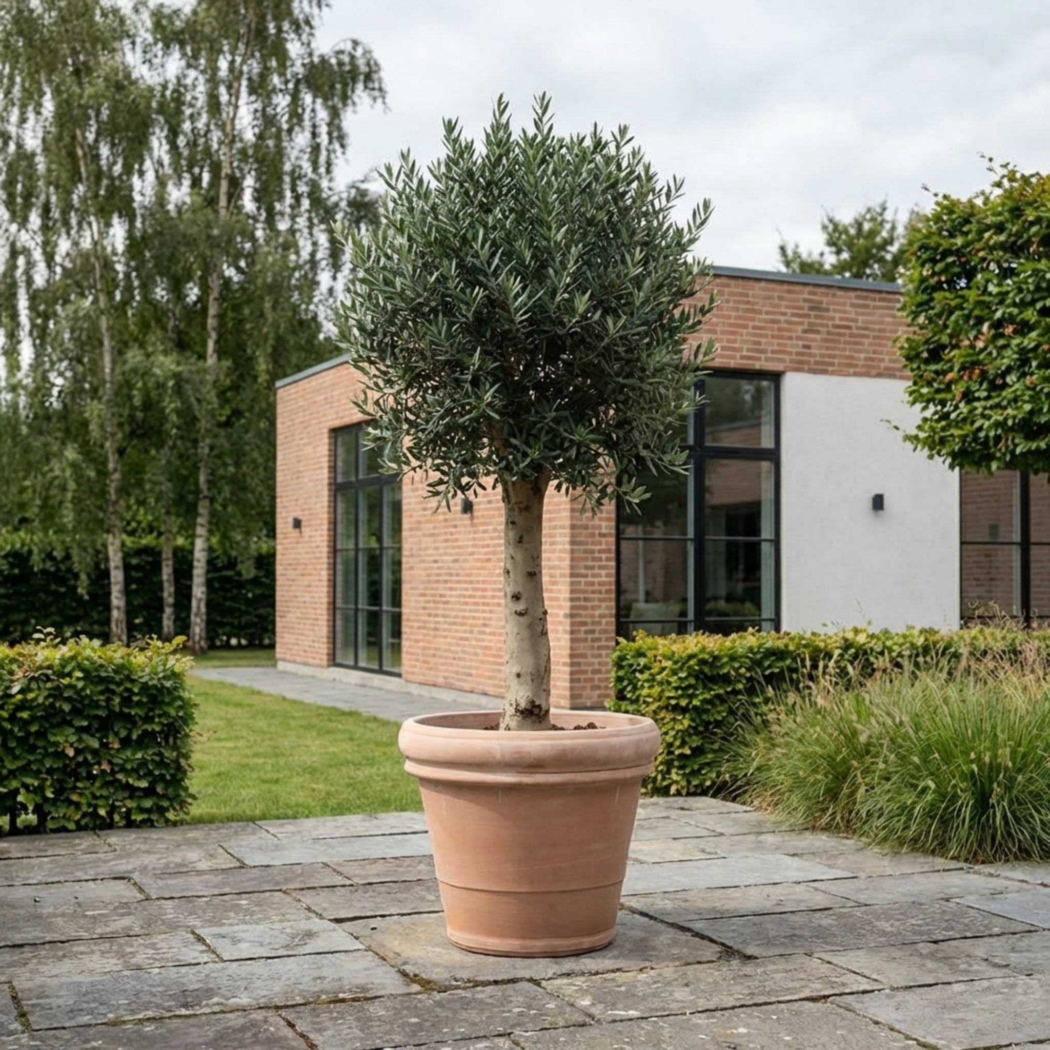 Oliventræ Arbequina +35år, 180-200cm