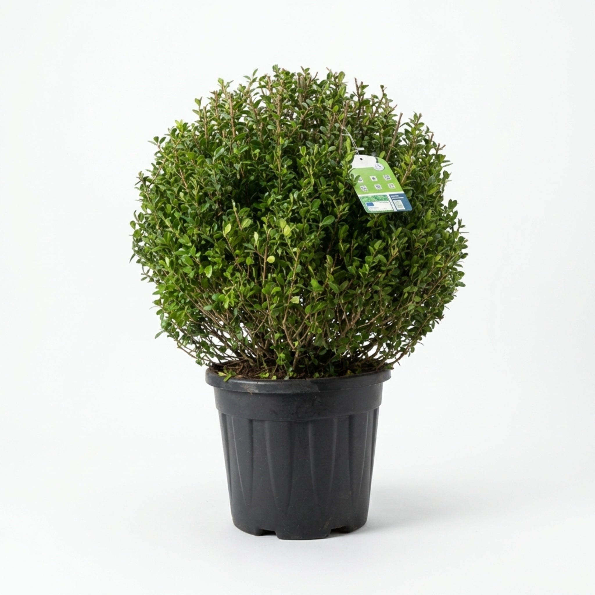 Kristtorn kugleformet Ø 50-55cm (Ilex Crenata 'Dark green')