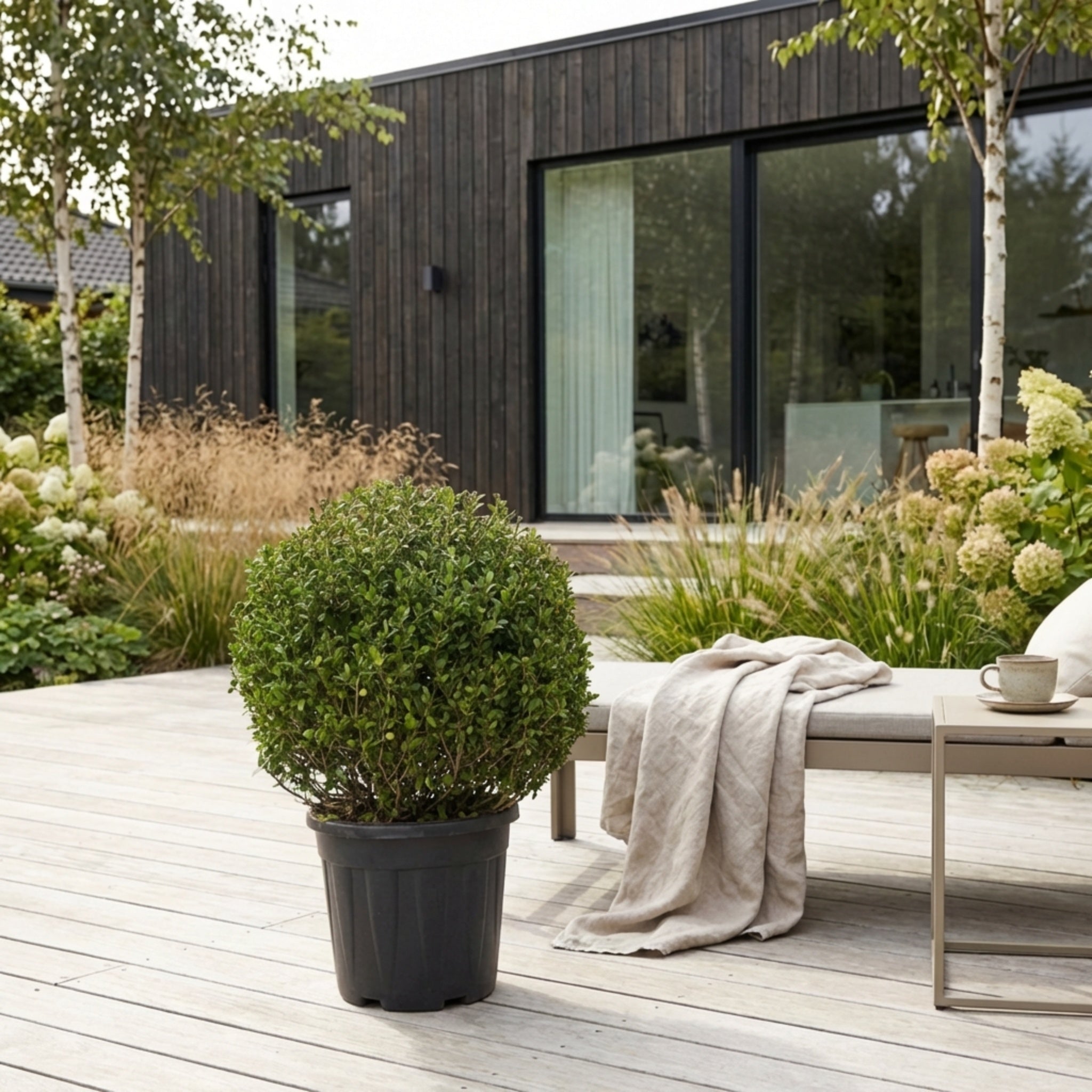 Kristtorn kugleformet Ø 30-35cm (Ilex Crenata 'Dark green')