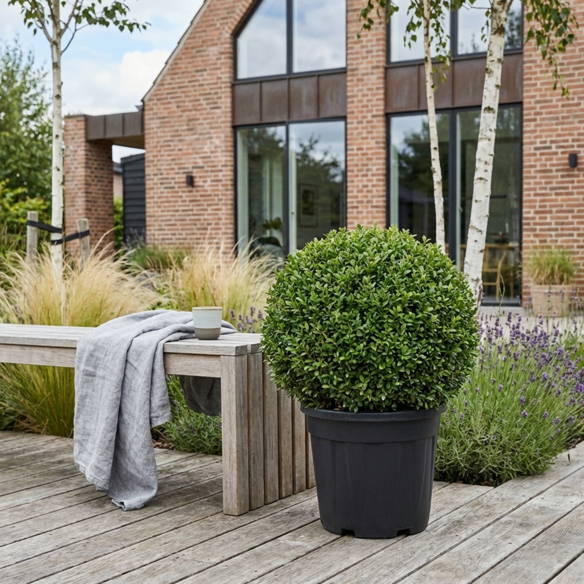 Kristtorn kugleformet Ø 50-55cm (Ilex Crenata 'Dark green')