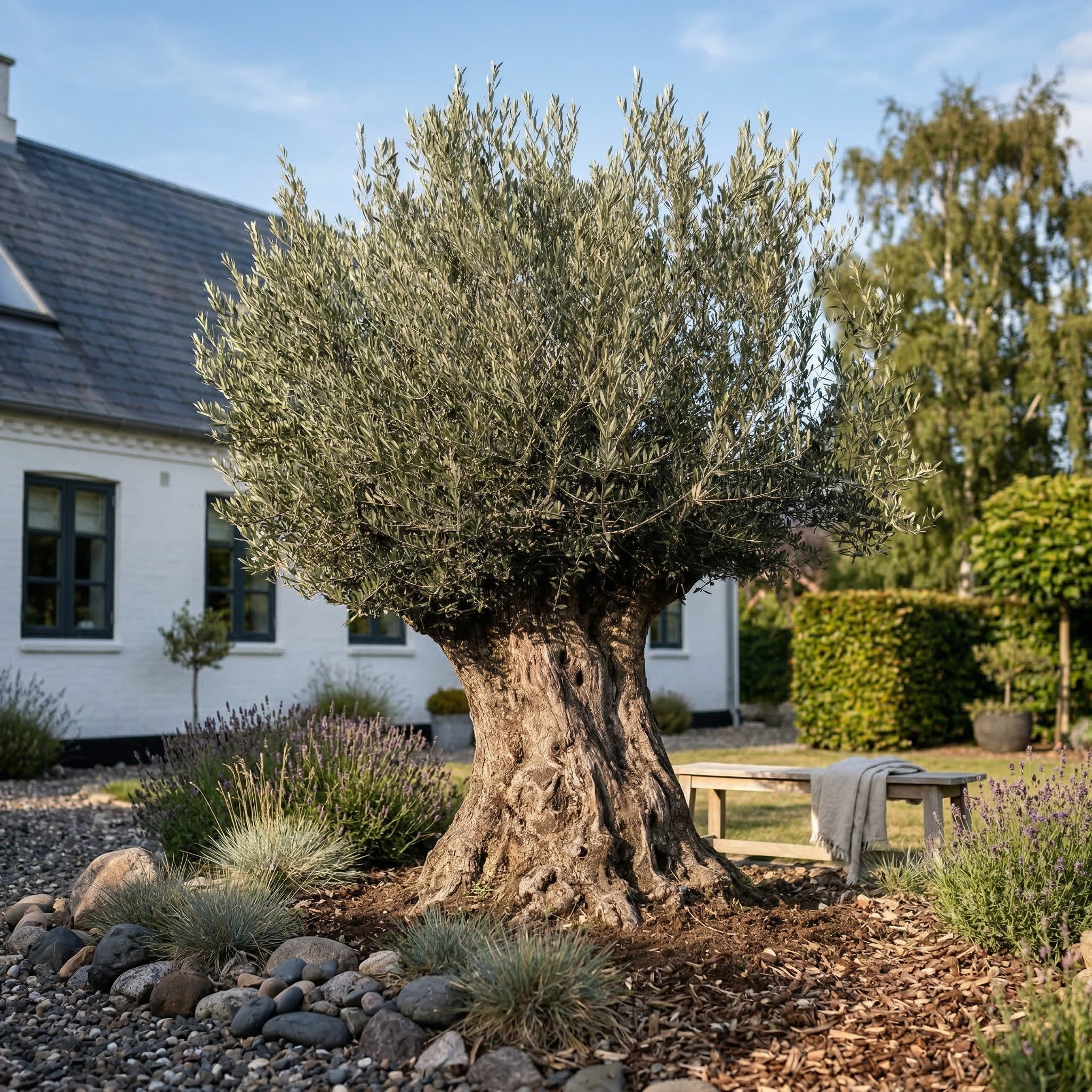 Oliventræ, +400 år, 220-240 cm