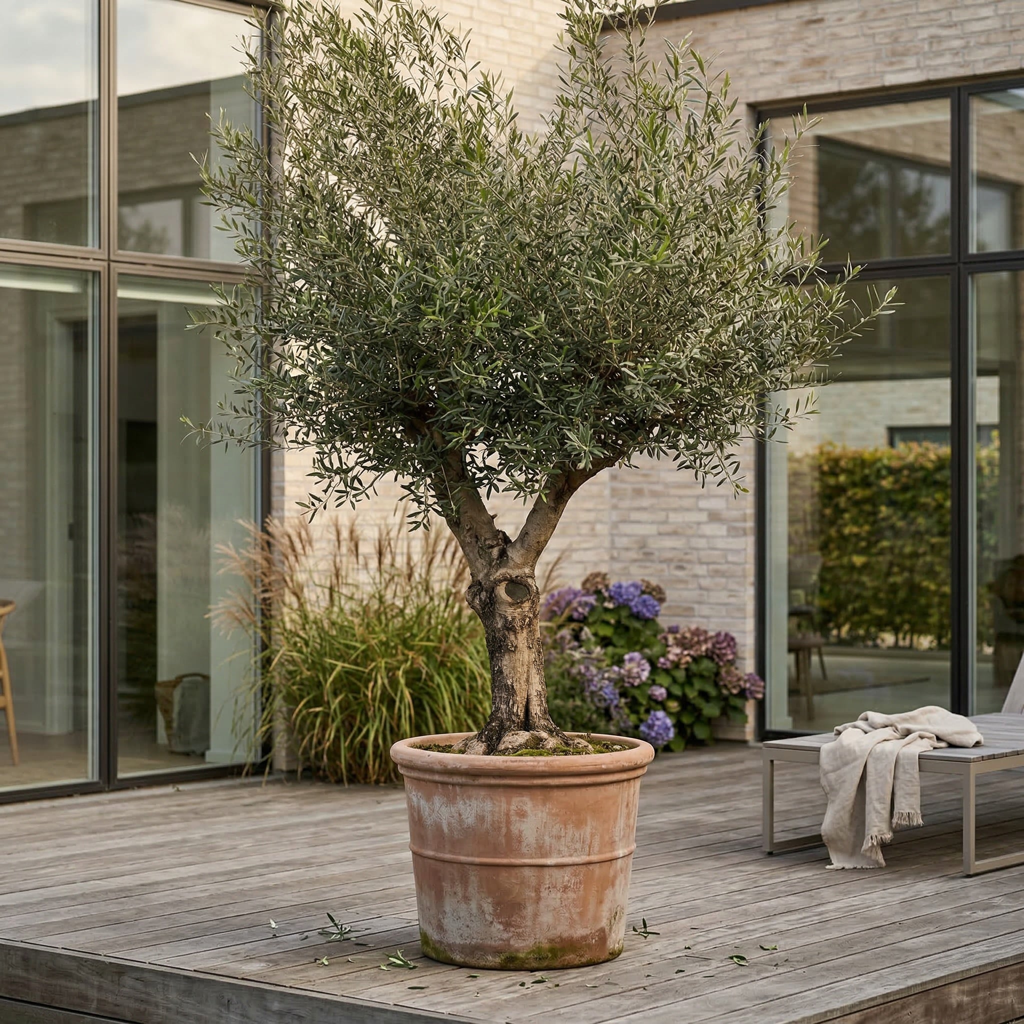 Oliventræ, Arbequina +60 år, 200-220 cm