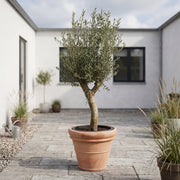 Oliventræ Elche Arbequina 30år + Marbella Krukke. SPECIAL TILBUD!