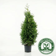 Thuja 'Brabrant' i potte 80-100cm GRO GARANTI