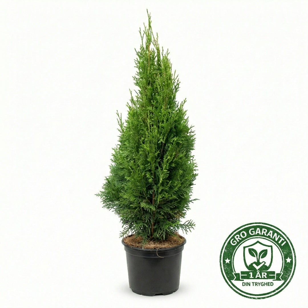 Thuja 'Smaragd' i potte 80-100cm GRO GARANTI