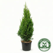 Thuja 'Smaragd' i potte 80-100cm GRO GARANTI