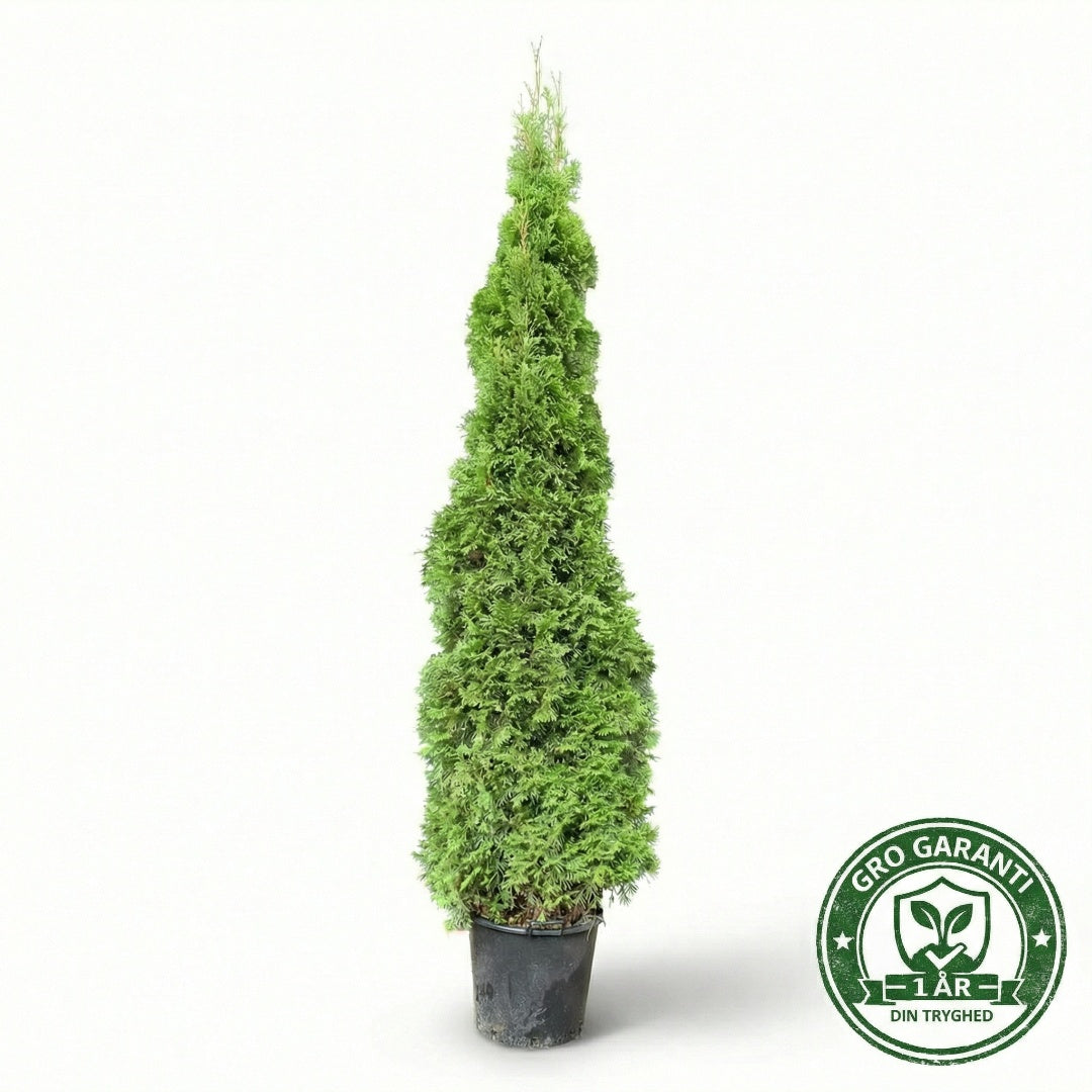 Thuja 'Smaragd' XL i potte 180-200cm GRO GARANTI