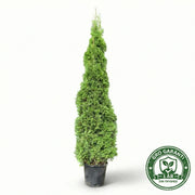 Thuja 'Smaragd' XL i potte 180-200cm GRO GARANTI
