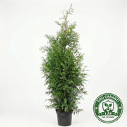 Thuja 'Brabant' i potte 140-160cm GRO GARANTI