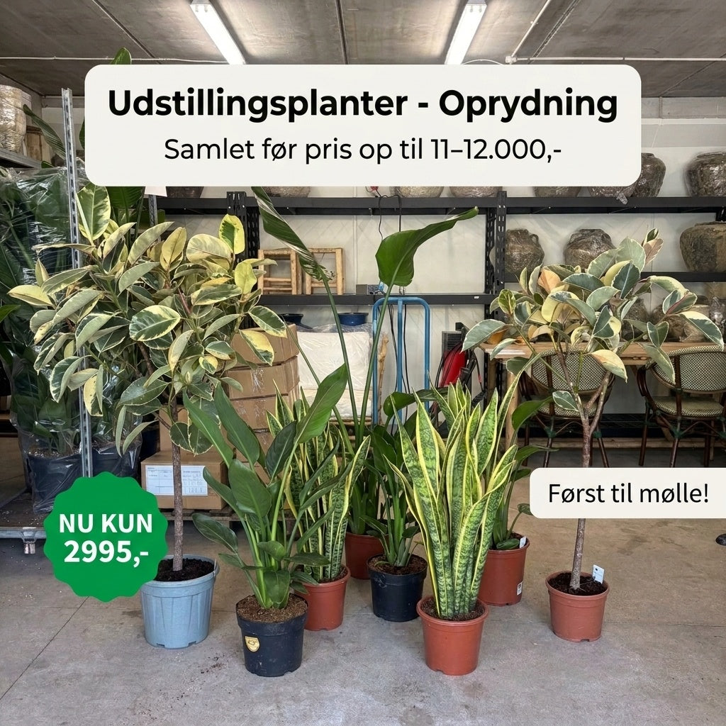 Udstillingsplanter – 9 store demoplanter - Mixpakke