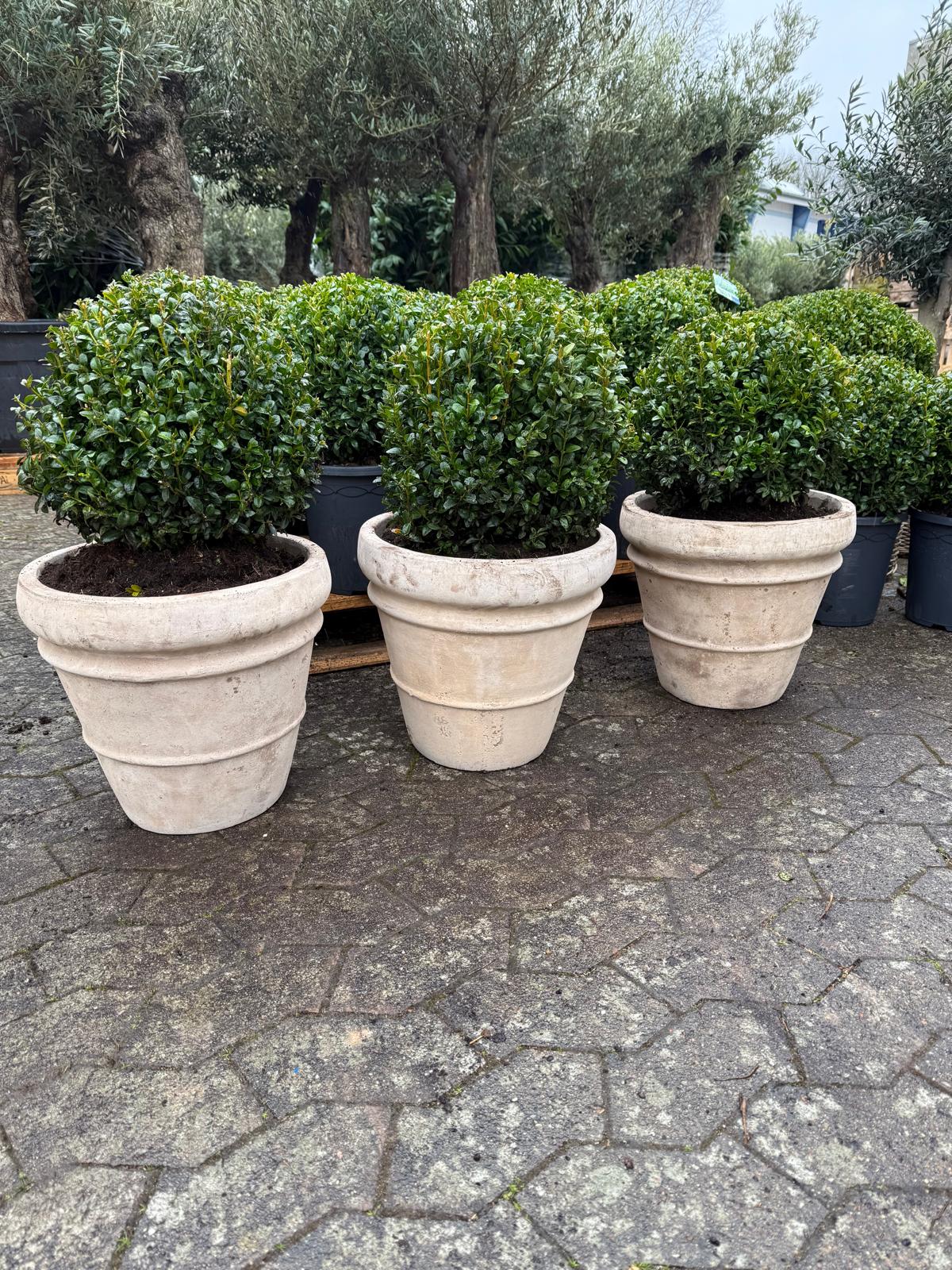 3 Buksbom, Ø30 + Florae Choco krukke, Ø38xH35 (Omplantet)