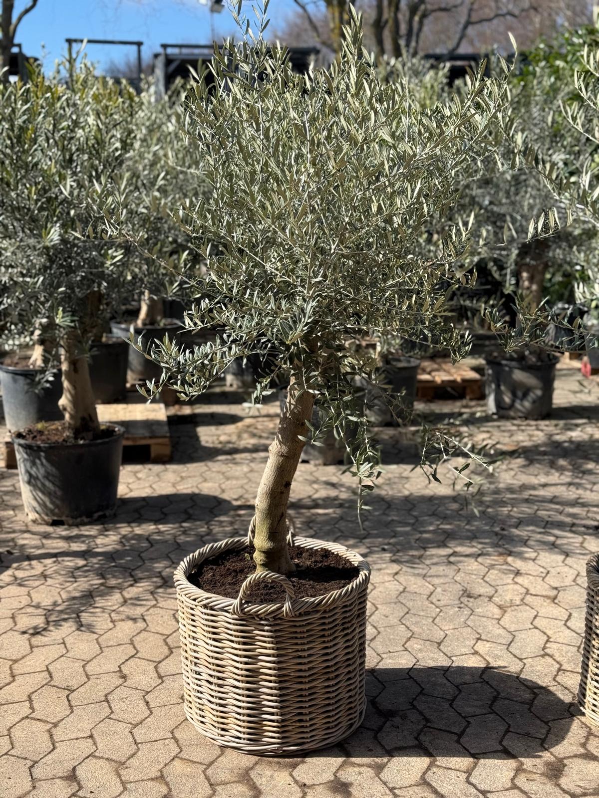 Oliventræ + Salix fletkurv, Ø54 (Omplantet)